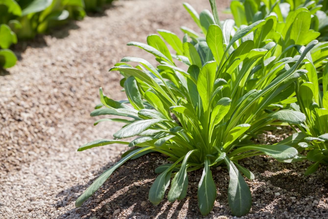 野菜が栽培されている様子